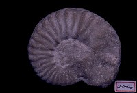 藏品(菊石)的圖片